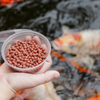 Fish Food
