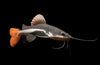 Redtail Cat Fish 3inch size
