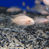 Albino Snow Cichlid