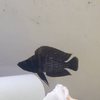 Black Pearl Cichlid