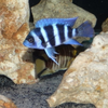 Blue Frontosa