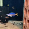 Blue Neon Cichlid