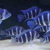 Frontosa Cichlid