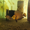 Golden Cichlid