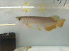 Super Highback Gold Arowana 8 inch