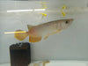 Super Highback Gold Arowana 8 inch