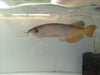 Super Highback Gold Arowana 8 inch