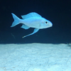 Ice Blue Cichlid