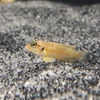 Lemon Cichlid