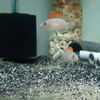 Snow White Cichlid
