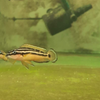 Twin Stripe Cichlid
