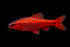 Cherry Barb