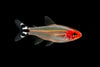 Rummy- nose tetra