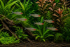 Rummy- nose tetra