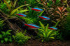 Cardinal Tetras