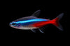 Neon Tetra