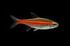 Glowlight tetra