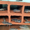 Zebra Cichlid Fish For Sale Online | King Aquarium