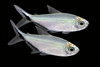 Coaste Tetra