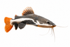 Redtail Cat Fish 3inch size