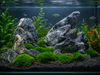 Seiryu Rock For Aquascaping