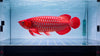 Indonesian Super Red Arowana 7 inch