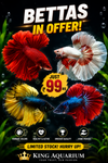 IMPORTED BETTA FISH